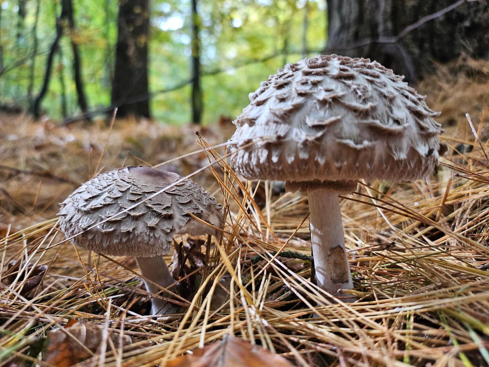 Fewo Am Wald Boek エクステリア 写真